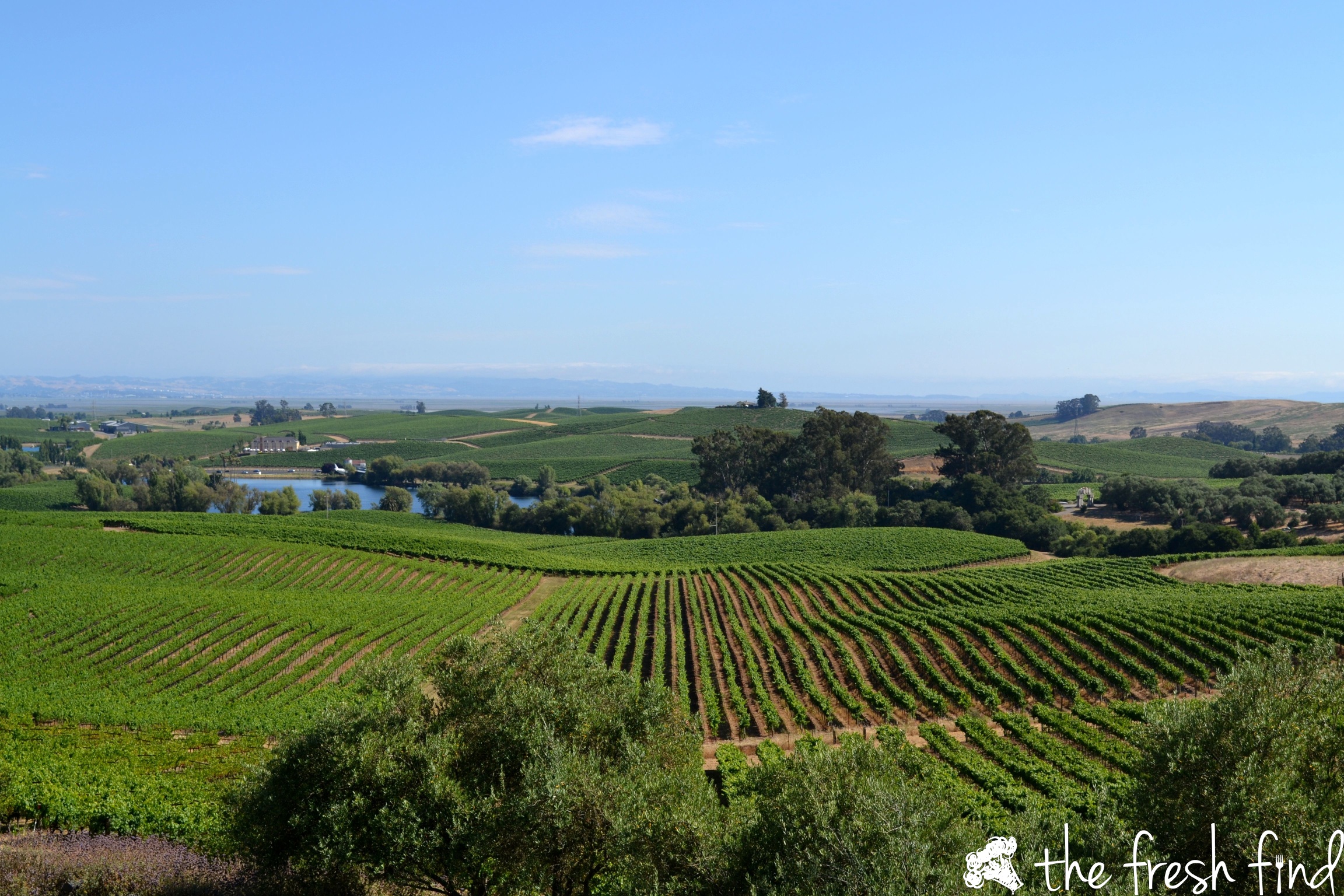 View from Artesa Winery