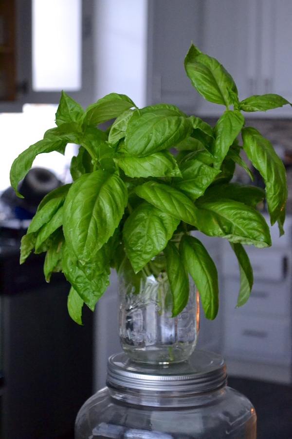 Vegan Walnut Basil Pesto